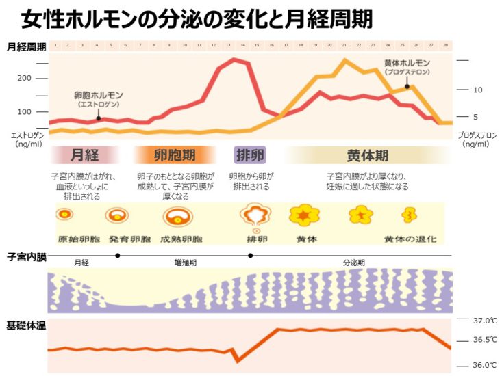 エストロゲンとプロゲステロン 一般社団法人女性の健康とメノポーズ協会